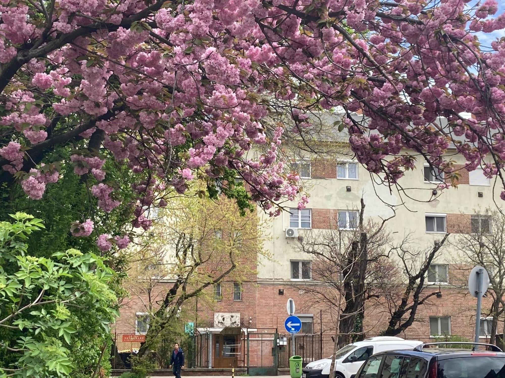 Poppy Flower Apartment Budapest Eksteriør bilde